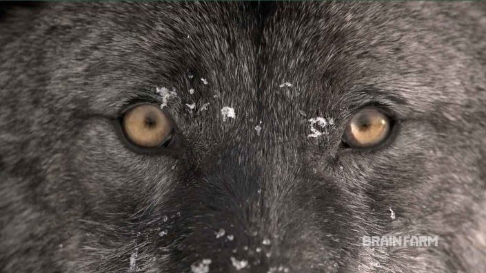 Wolves Tracking – Frozen Frontier